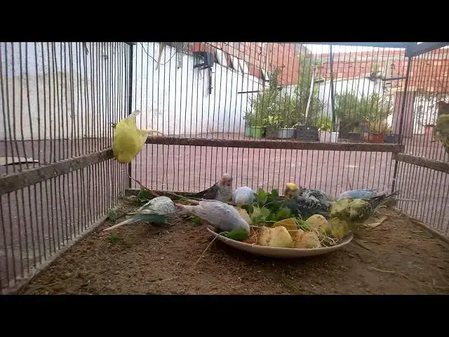 'Video thumbnail for 🎼 Happy Budgie Whistling – Joyful Sounds for a Positive Day! ☀️🦜'