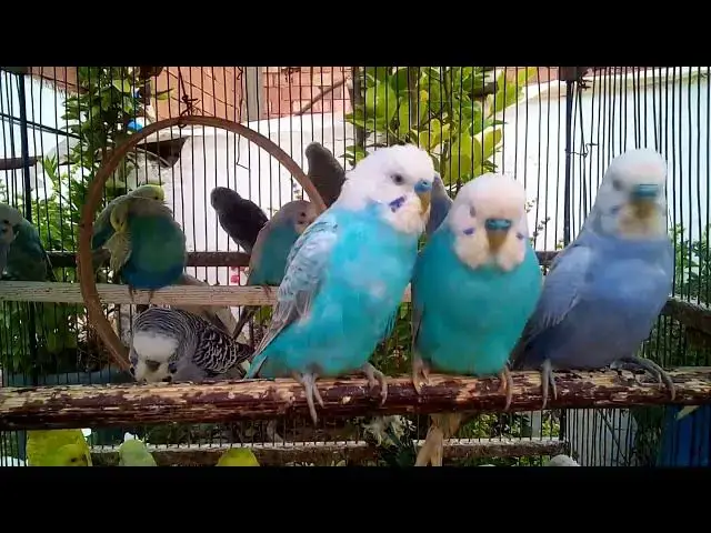 'Video thumbnail for セキセイインコの美しい羽根を見てみよう!🌟💚'