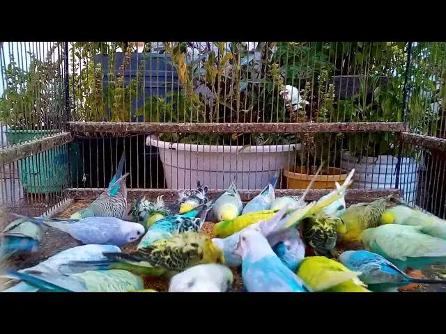 'Video thumbnail for The Funniest and Most Beautiful Budgies You’ll Ever See! 😂💚'