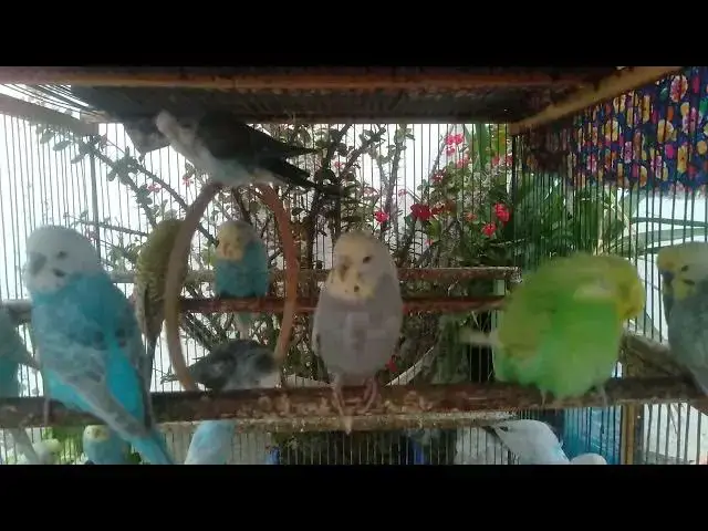 'Video thumbnail for 🫧 Nest Cleaning Time – Watch the Baby Budgies Shine 🧼'