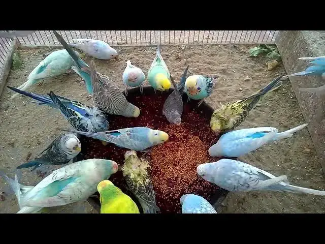 'Video thumbnail for Laugh Out Loud with My Funny Budgie! 😂💚 #BudgieLife'