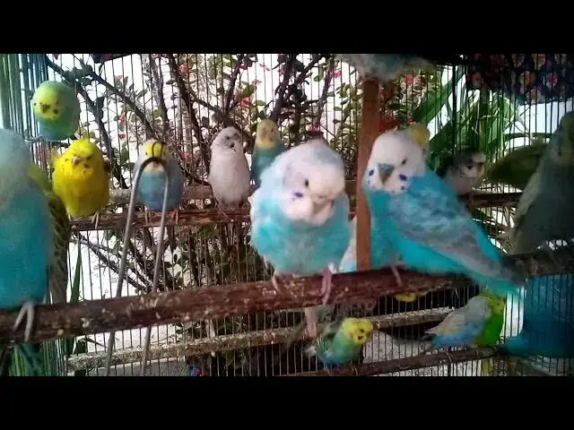 'Video thumbnail for 🐣 Cutest Budgie Moments That Will Melt Your Heart 💖'