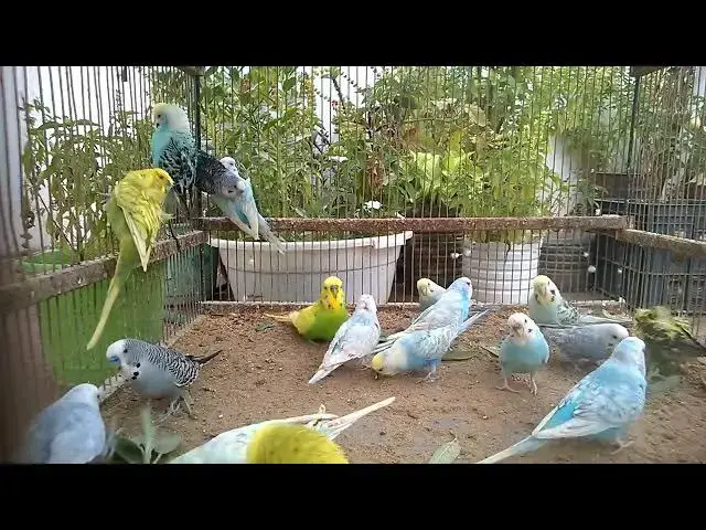 'Video thumbnail for So Soft, So Sweet – Baby Birds Growing Up 🐤🌱'