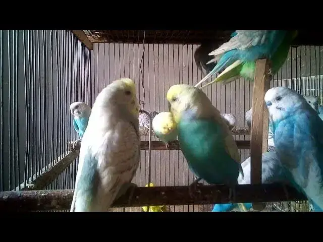 'Video thumbnail for Parrots of America – Beauty, Sound, and Behavior 🎨🔊'