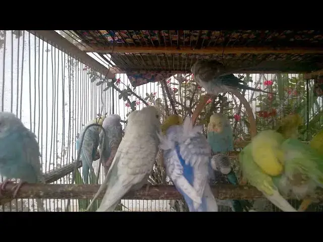 'Video thumbnail for 🎨 Unique Budgie Mutations – Like Nature’s Masterpieces 🔍'