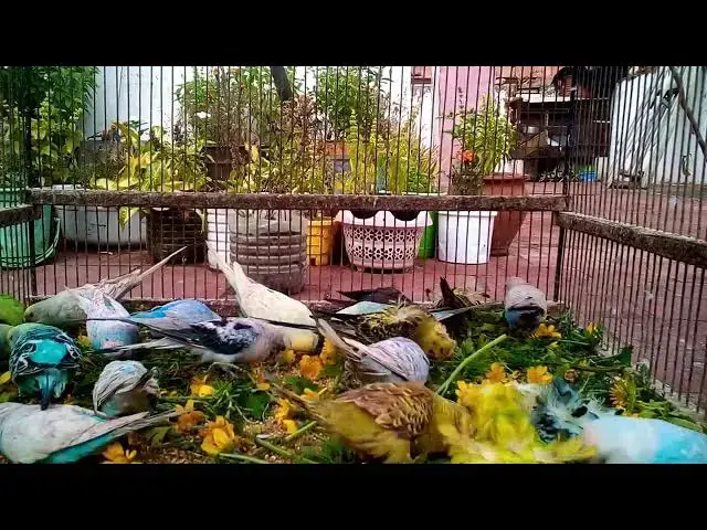 'Video thumbnail for Budgie vs  Mirror Hilarious Reactions Caught on Camera! 😂✨ #FunnyVideo'