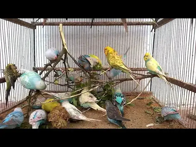 'Video thumbnail for Happy Budgie Antics The Most Adorable Sounds You Need to Hear! 💛✨'