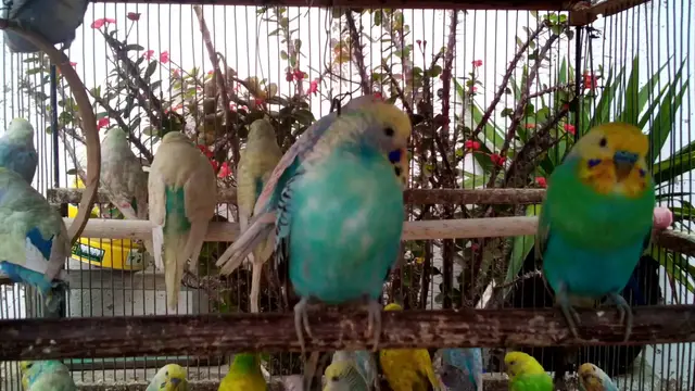 'Video thumbnail for セキセイインコのかわいいトレーニング動画集 🐦💖'
