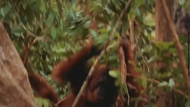'Video thumbnail for The Intelligent Trio: Exploring the Three Species of Orangutans in Indonesia, Known as the Smartest Primates on Earth'