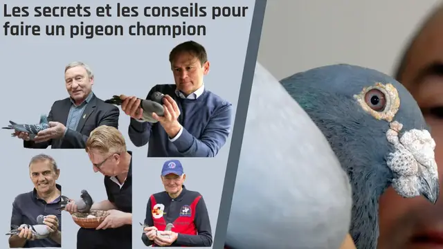 'Video thumbnail for Les secrets et les conseils pour faire un pigeon champion'