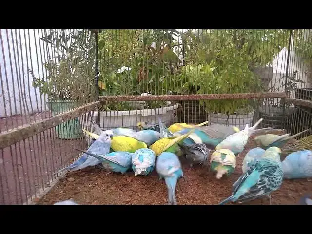 'Video thumbnail for The Ultimate Budgie Bloopers Reel 🤦‍♀️🤣'