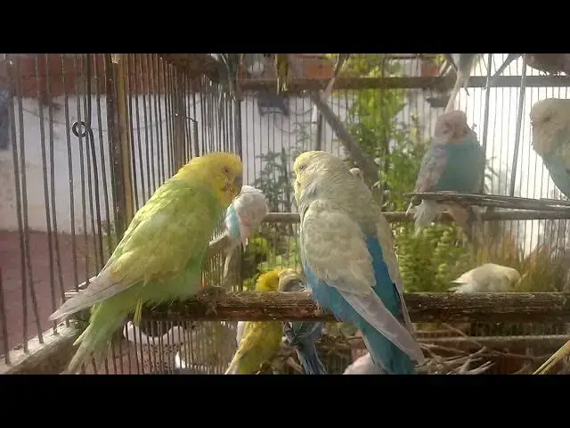 'Video thumbnail for Rainbow Parakeet 101 Discover the Vibrant World of Color and Grace!'