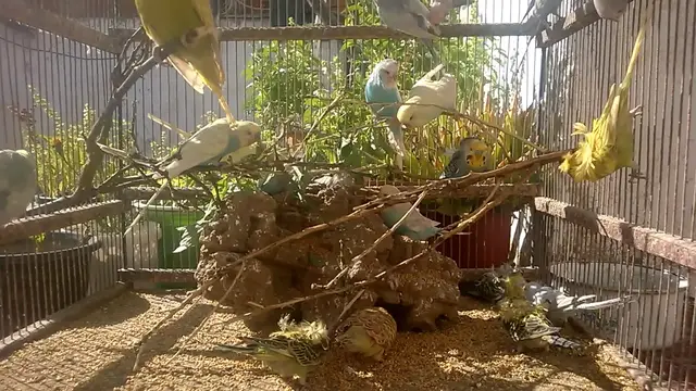 'Video thumbnail for Joyful Budgie Melodies: The Cutest Sounds You’ll Ever Hear! 🥰💚💛✨ #budgielife'