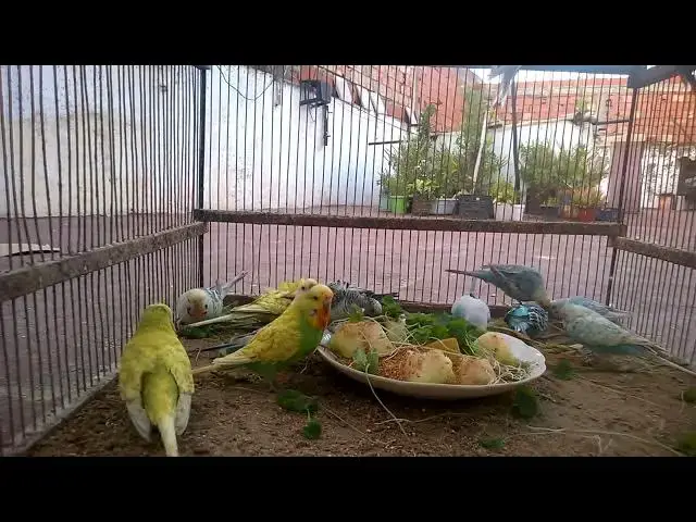 'Video thumbnail for 🐤 Budgie Morning Chirps – Wake Up to Happy Bird Songs! 🌅🎵'