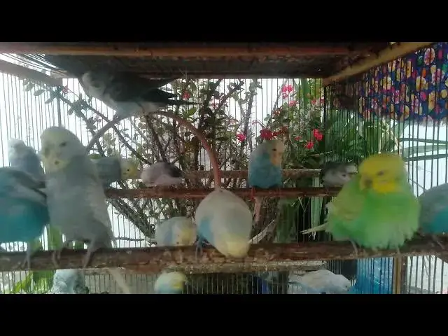 'Video thumbnail for 🥰 Budgie Couple Sharing Love – Pure Bird Romance 💞'