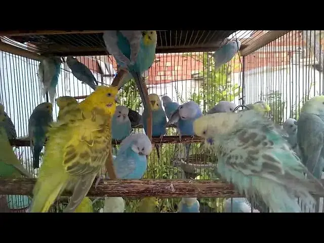 'Video thumbnail for 🎨🎧 Colorful Budgies Chirping Softly  Aesthetic Bird Therapy 🐤🕊️'