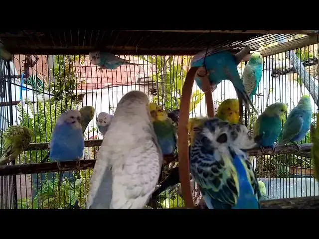 'Video thumbnail for 🐥 Budgie Singing & Preening  Cuteness Overload! 💚🎶'