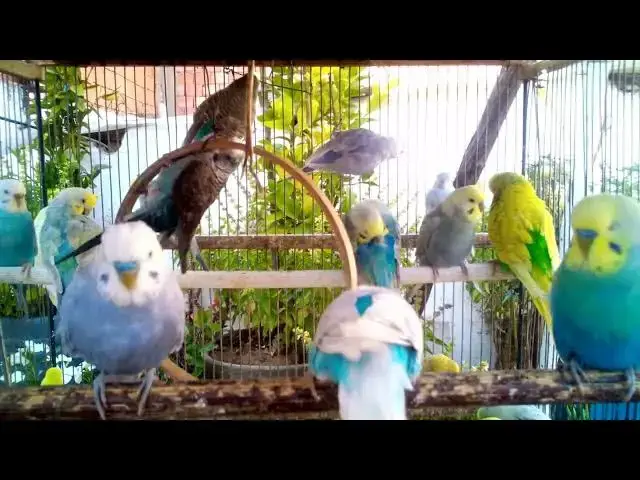 'Video thumbnail for あなたのための特別なセキセイインコの音で心をリラックス!瞑想クリップ'