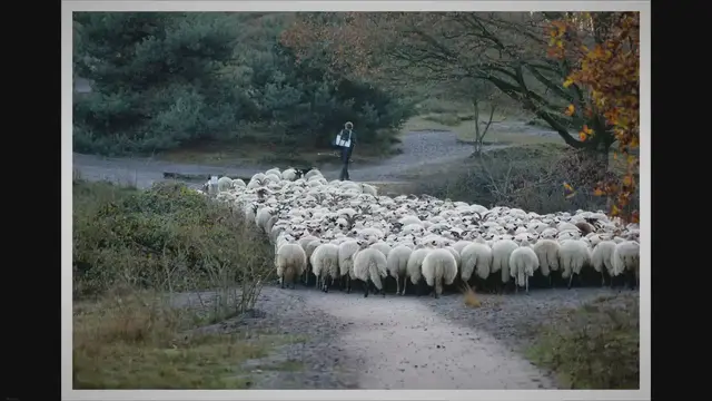 'Video thumbnail for Why were all the Prophets shepherds? An exquisite training !'