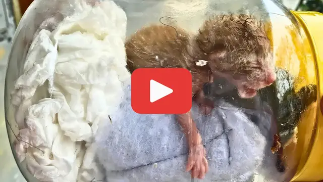 'Video thumbnail for Abandoned and Sealed Away鈥擳he Kitten Who Cried for Freedom'