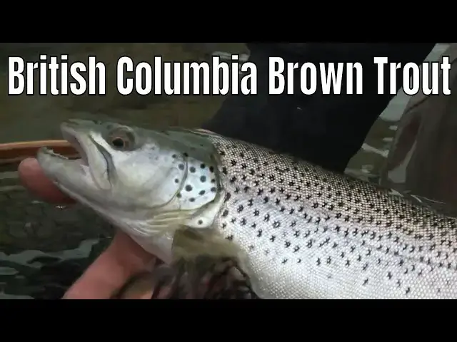 'Video thumbnail for Drifting the Cowichan River for Brown Trout | Fish'n Canada'