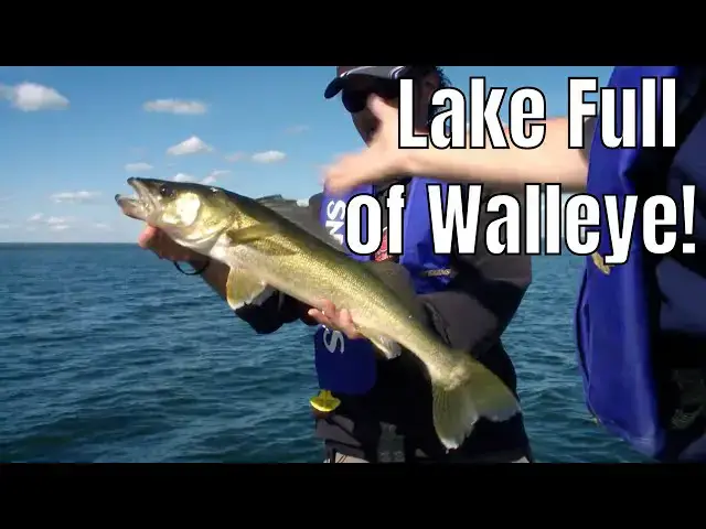 'Video thumbnail for Lake Full of STARVING Walleye | Fish'n Canada'