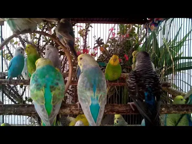 'Video thumbnail for 🌈 Unbelievable Budgie Mutations That Will Melt Your Heart!'