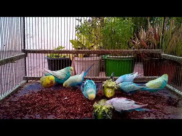 'Video thumbnail for ⚡ LIGHTNING FAST Tips for Spotting Budgie Mutations! ✨🎯'