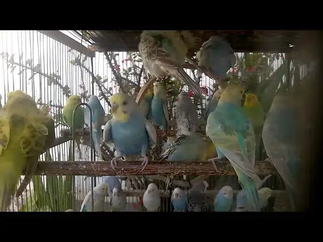 'Video thumbnail for 🦜 Watching These Budgies Grow Will Warm Your Heart!'