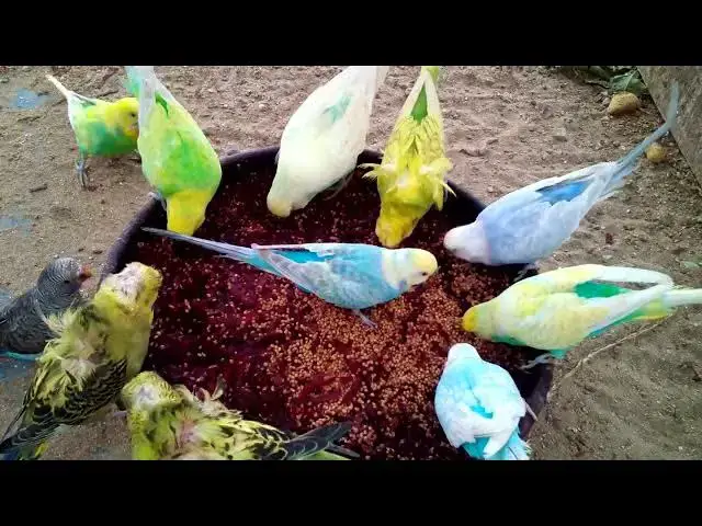 'Video thumbnail for Funniest Budgie Moments That Will Make You Smile! 🥰✨ #Cute'