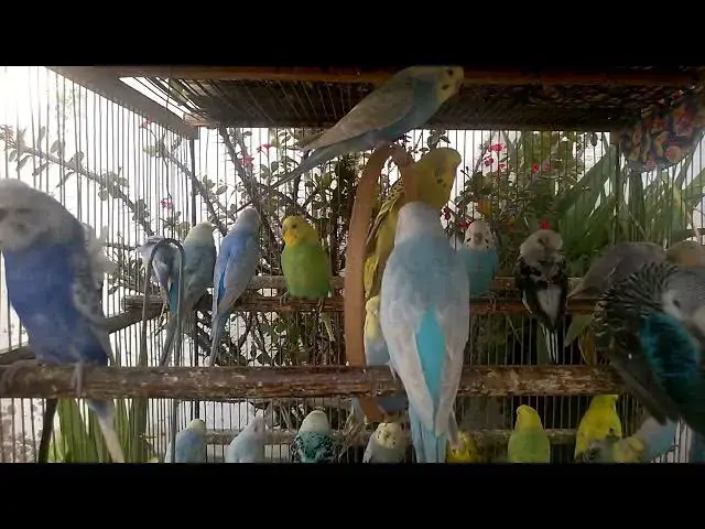 'Video thumbnail for 🔥 Top 10 Rarest Budgie Mutations in the World!'