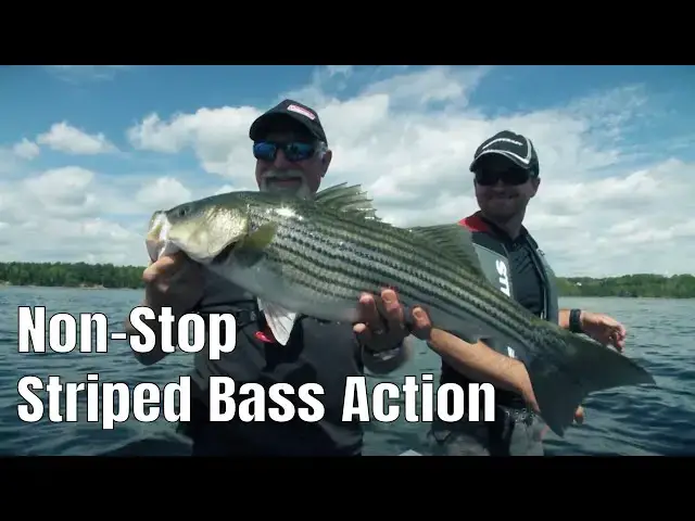 'Video thumbnail for Insane Non-Stop Striped Bass Fishing | Fish'n Canada'