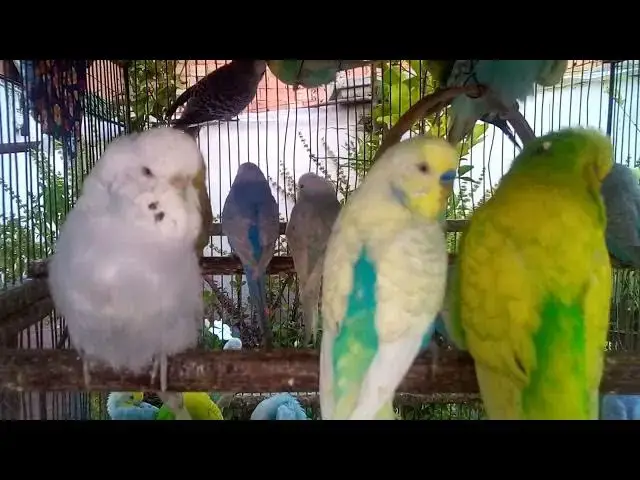 'Video thumbnail for From Beginner to Pro Simple Budgie Training Tricks Revealed!'