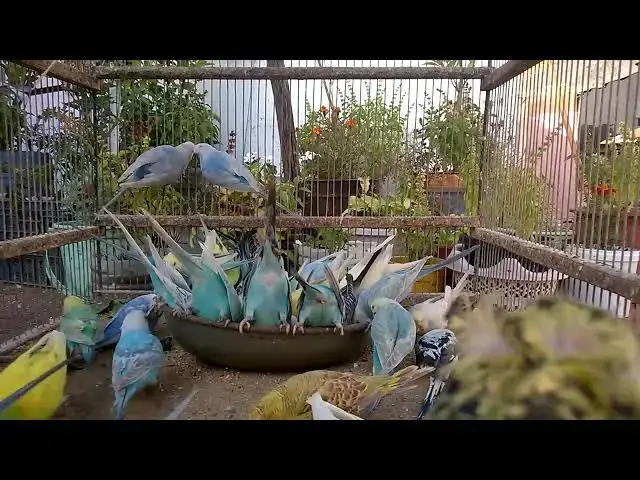 'Video thumbnail for Blue Budgies vs Green Budgies – Which Is Better'