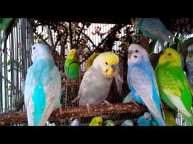 'Video thumbnail for 🎶 Adorable Budgie Singing Beautifully – Relaxing Bird Music for Anxiety Relief 🐸 #CuteBirds #ASMR'
