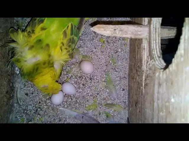 'Video thumbnail for Discover the Stunning Colors of Budgies Nature's Feathered Rainbows! 🌈💚'