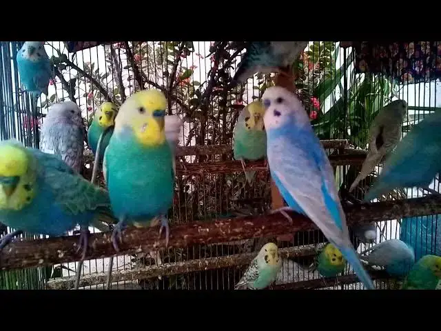 'Video thumbnail for 💤 Budgies ASMR – Relaxation for Sleep and Study 😴'