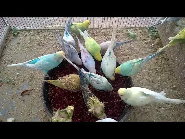 'Video thumbnail for Joyful Budgie Sounds That Will Make You Smile! 🥰💚💛✨ #BudgieLife'
