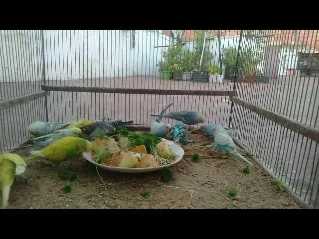'Video thumbnail for 🌟 Beautiful Budgies Compilation That Will Steal Your Heart! ❤️'