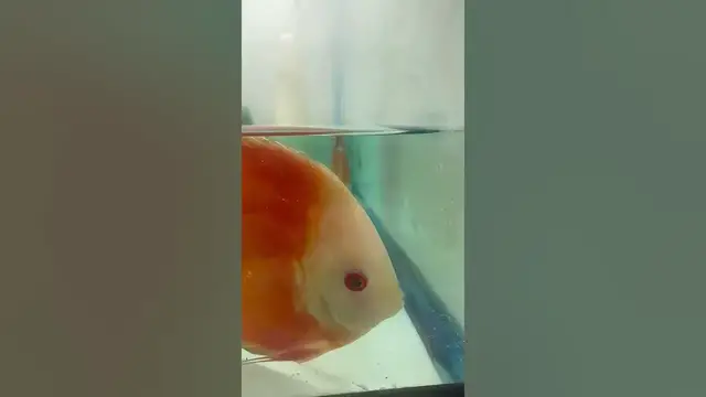 'Video thumbnail for Discus babies during a water change. #redmelon #waterchange #fishbabies #discusbreeding'