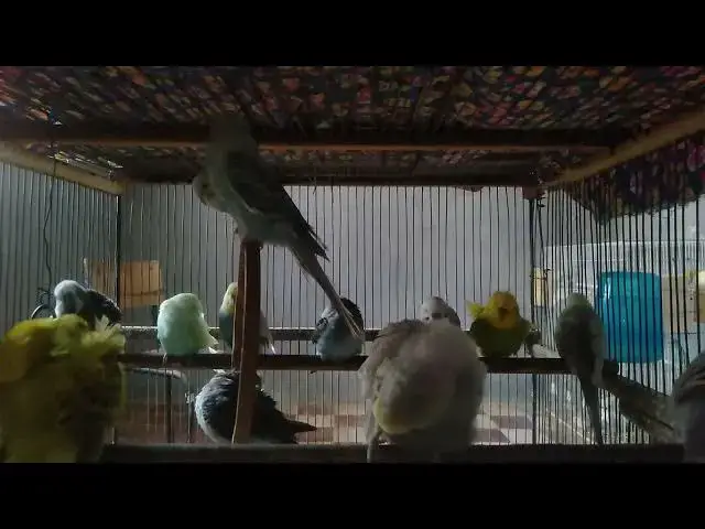 'Video thumbnail for Silent Beauty of Budgies 💙  Calming Bird Moments You’ll Love'