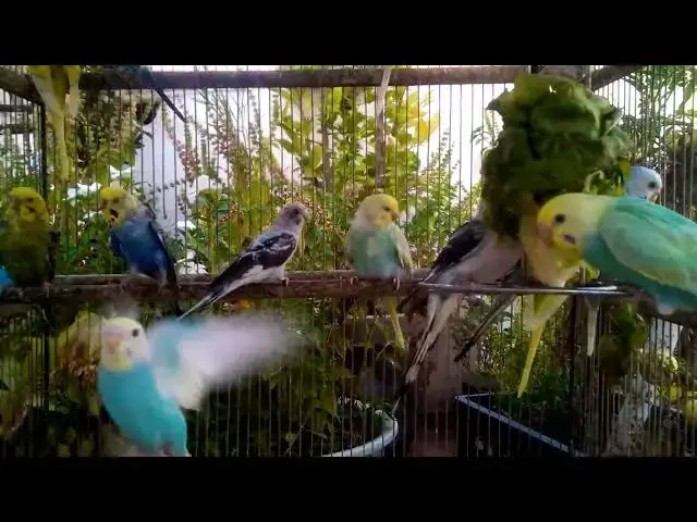 'Video thumbnail for 📷 Watch Parrots in Slow Motion – A Feather Ballet'