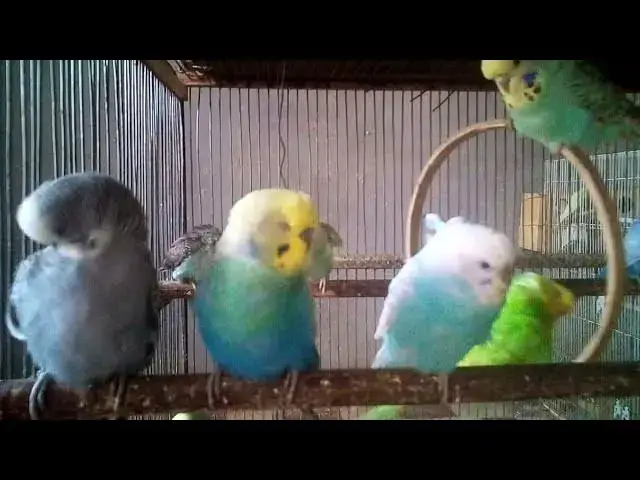 'Video thumbnail for No Voice, No Music – Only Pure Feathered Love ❤️'