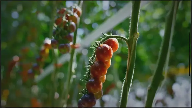 'Video thumbnail for 9 Recipes for Homemade Organic Pesticides For Tomato Plants'