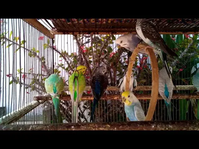 'Video thumbnail for Unbelievable Rainbow Parrots Chirping Together 🌈🦜'