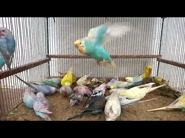 'Video thumbnail for Cuteness Overload Happy Budgie Sounds That Melt Your Heart! 🥹✨'