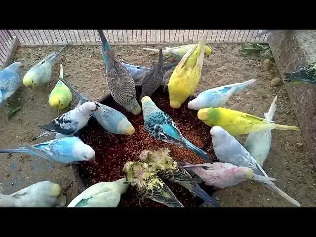 'Video thumbnail for A Day in the Life of a Happy Budgie Adventures Await! 🌈💛'