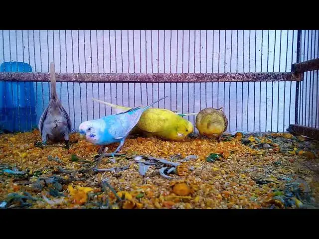 'Video thumbnail for Unbelievably Beautiful Budgie Mutations! 🌈💚 #BudgieLife #Shorts'