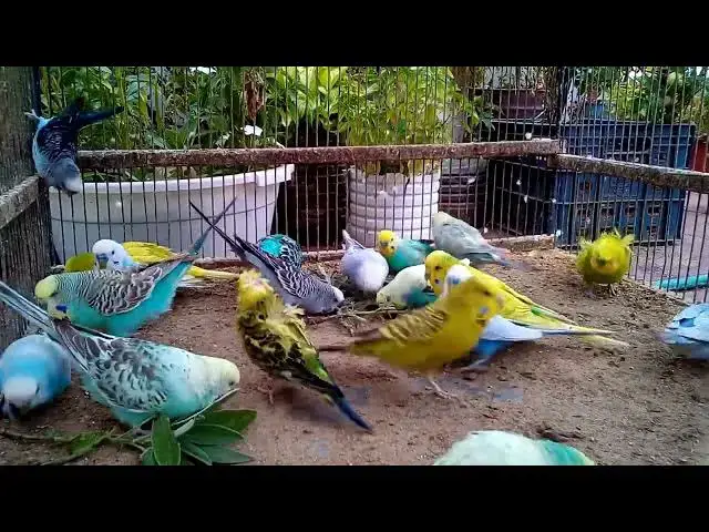 'Video thumbnail for Wings in Harmony – Gentle Budgie Movements 🪽'