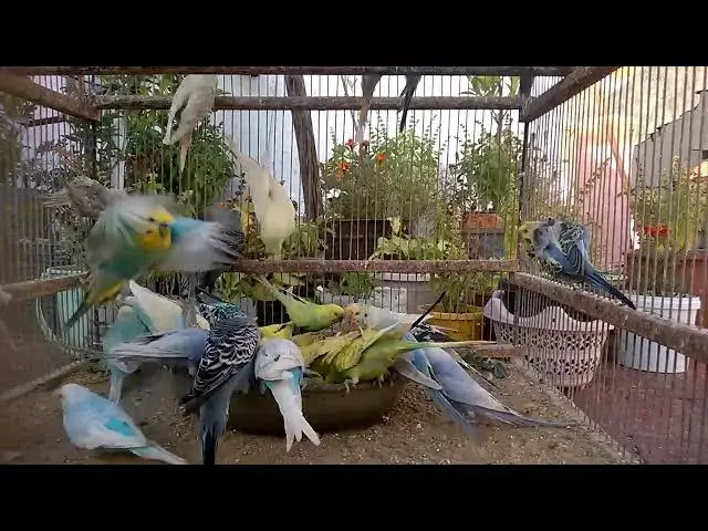 'Video thumbnail for Top 10 Budgie Colors Ranked'